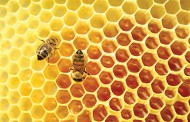 JOHN STOSSEL: We were lied to about the disappearance of honey bees (video 7:16)