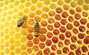 JOHN STOSSEL: We were lied to about the disappearance of honey bees (video 7:16)