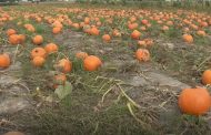 MIDDLESEX CENTRE: Pumpkin theft investigation results in charge