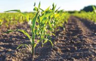 OPINION: The ugly part of the corn market lies just ahead