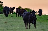 OPINION: Carbon bull exposed — but does the real truth about cows and carbon matter?