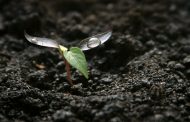 OPINION: Why I picked gravelly soil instead of black soil to grow monster plants