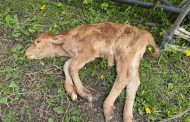 CATTLE ROUNDED UP, FARMER STILL IN JAIL