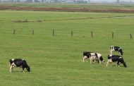 OPINION: We need more grass-fed milk producers