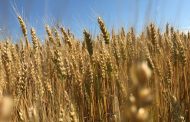 Ontario growers take top spot in Great Lakes YEN