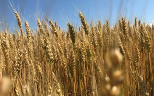 Ontario growers take top spot in Great Lakes YEN