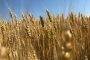 Ontario growers take top spot in Great Lakes YEN