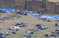 DEAD OSTRICHES: Rounded up, shot and killed (Dacey Media video 1:46)