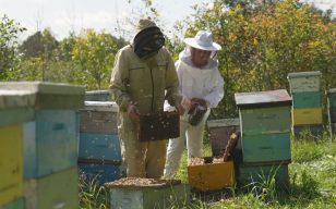 Eastern Ontario honey producers weathering double sting of U.S. tariffs, winter losses