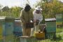 Eastern Ontario honey producers weathering double sting of U.S. tariffs, winter losses