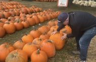 ‘Get them early’: Ottawa farmer says rainy summer could mean pumpkin shortage