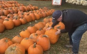 ‘Get them early’: Ottawa farmer says rainy summer could mean pumpkin shortage