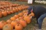 ‘Get them early’: Ottawa farmer says rainy summer could mean pumpkin shortage