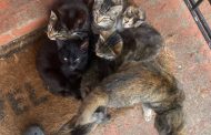 THAMESVILLE: Family fighting to have “rescued” barn cats returned